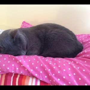 Meet your Posher, Ann